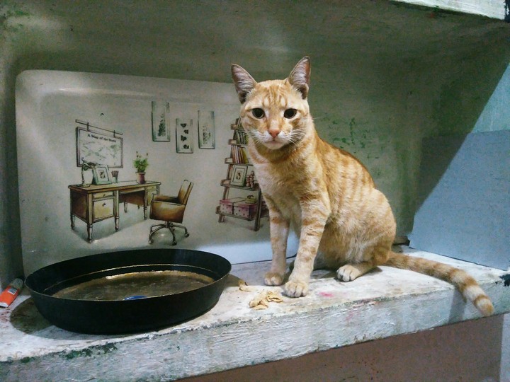 which is my cute cat brownie i do  really love to this