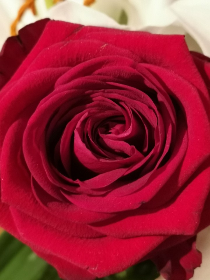 Rise rouge