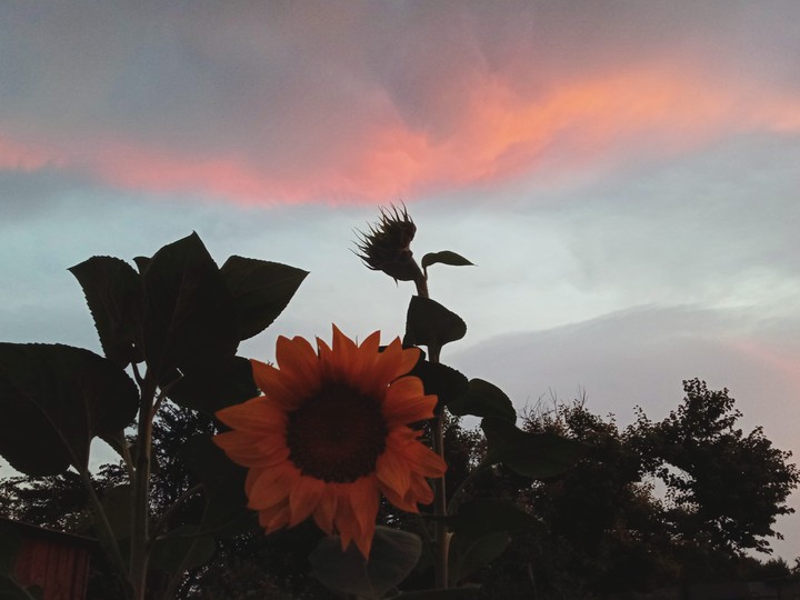 Sunset flower