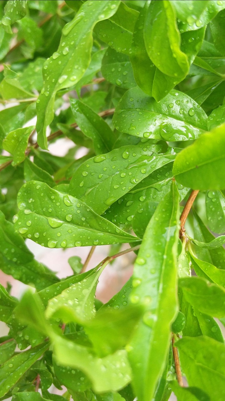 Fresh Leaves