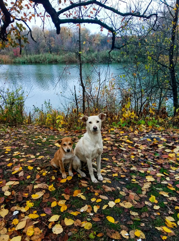 Lovely dog ​​in the forest