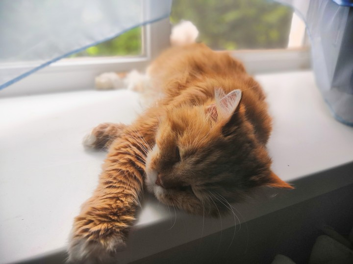 кот