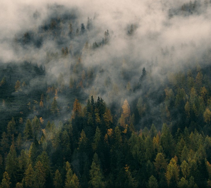 forest