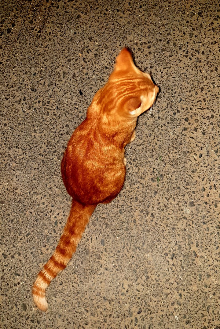 Golden cat