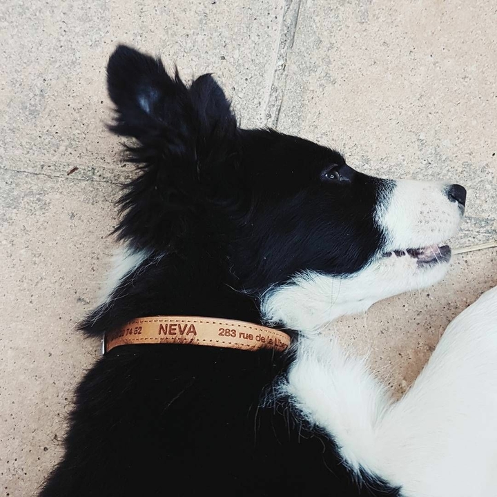 If It's Not A Broder Collie It's Just A Dog