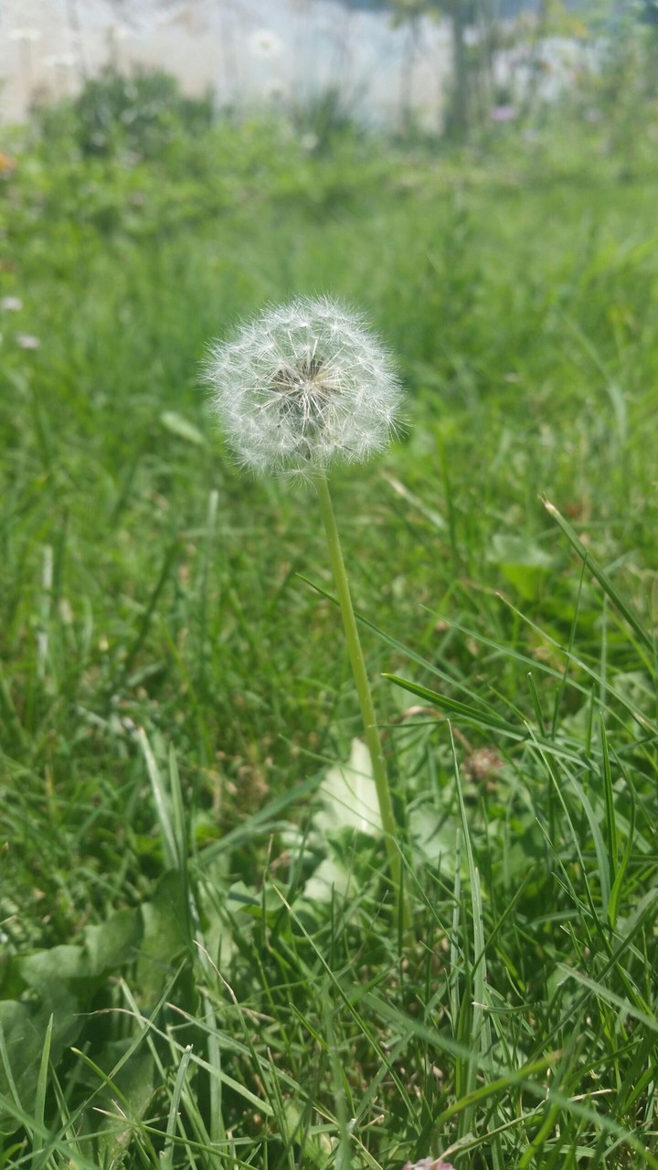 plant
