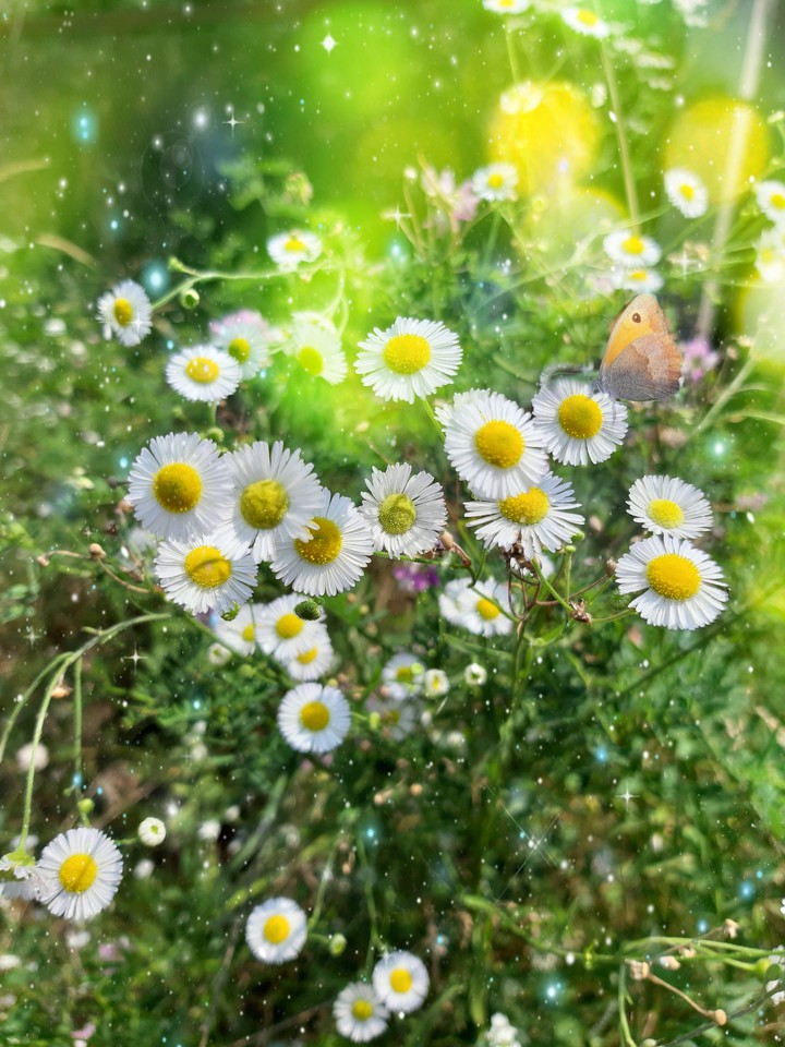 Field daisies.