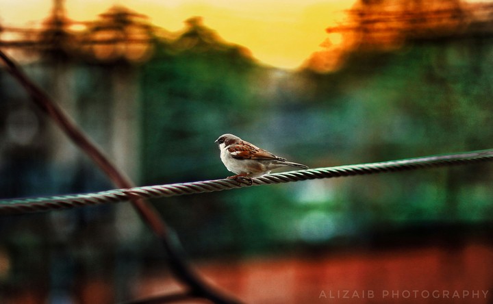 sparrow