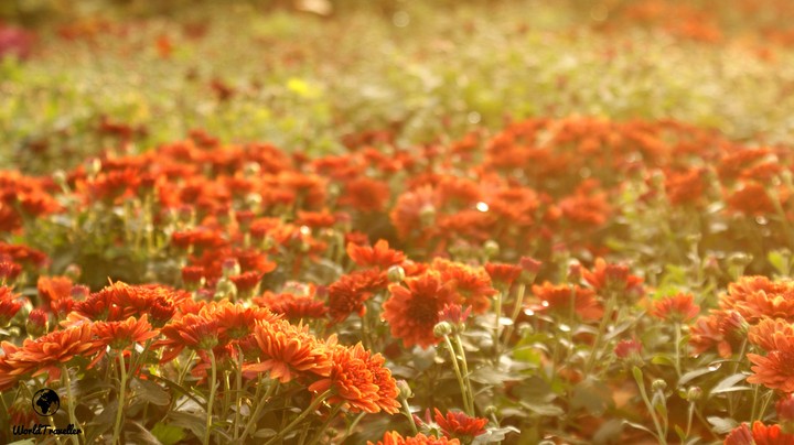 more flowers