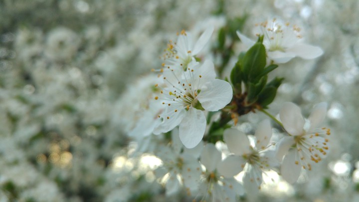 flover