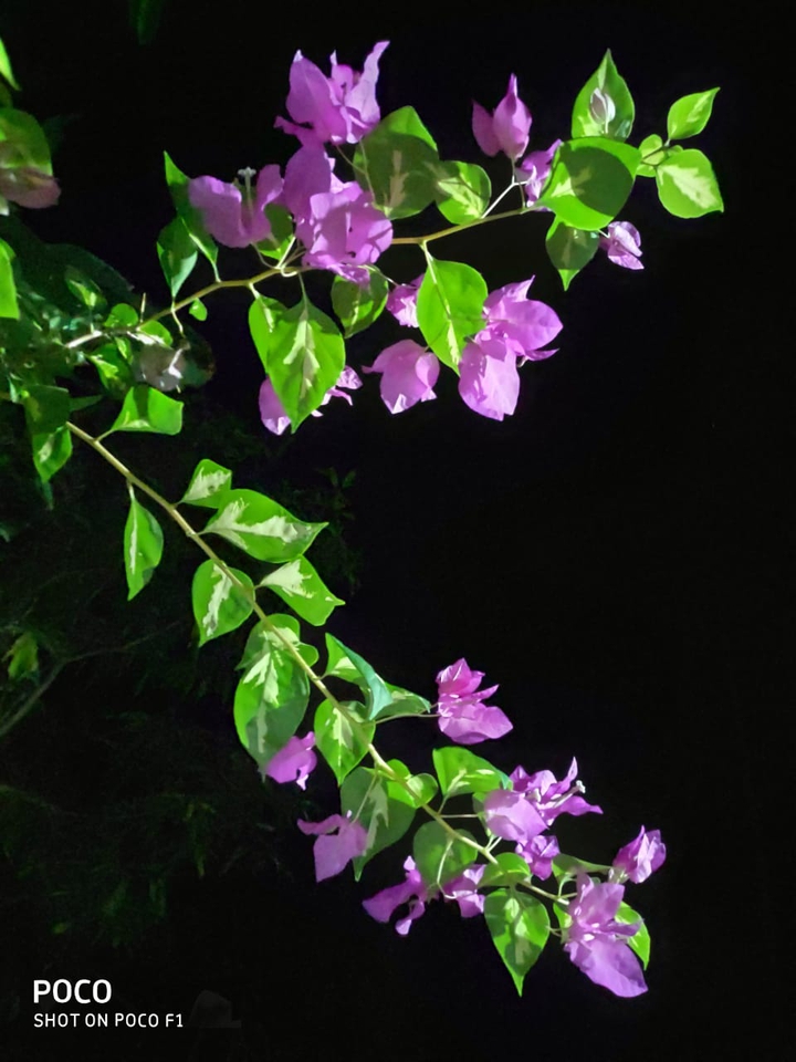 pink flowers