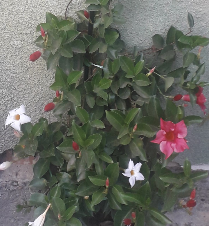 dipladenia