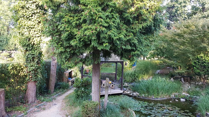 my garden
