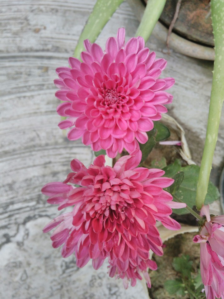 flower
