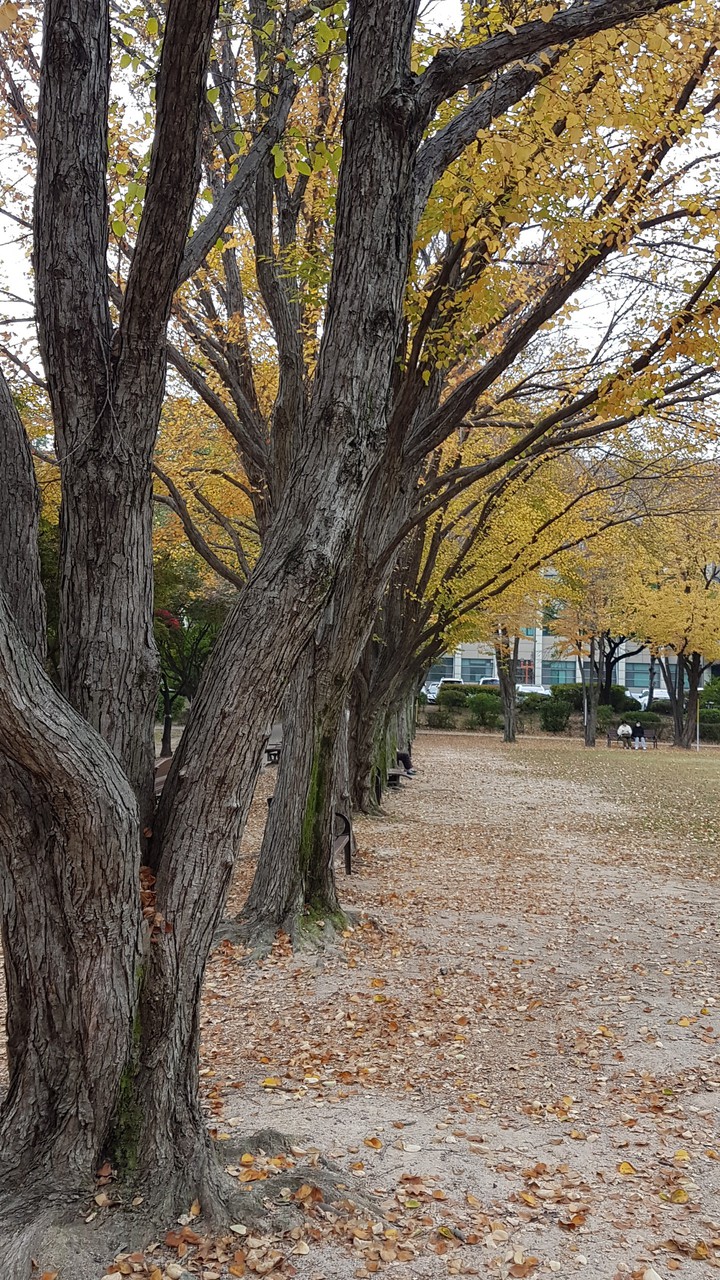 가을나무