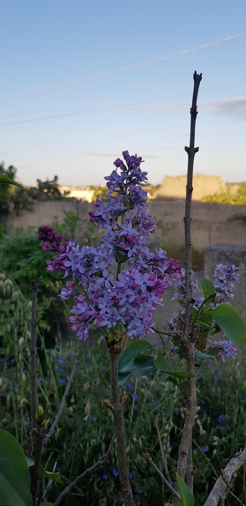 Purple - waiting for the sunset