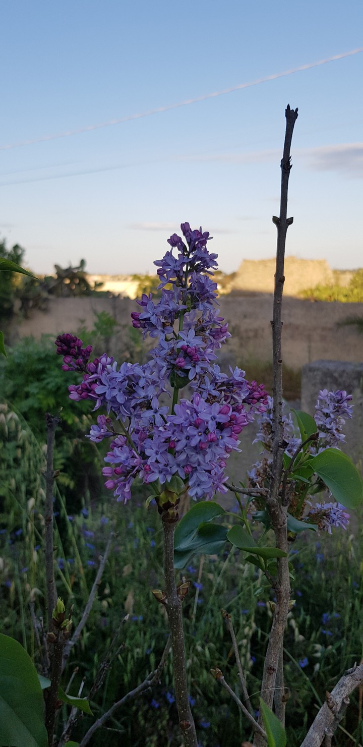 Purple - waiting for the sunset