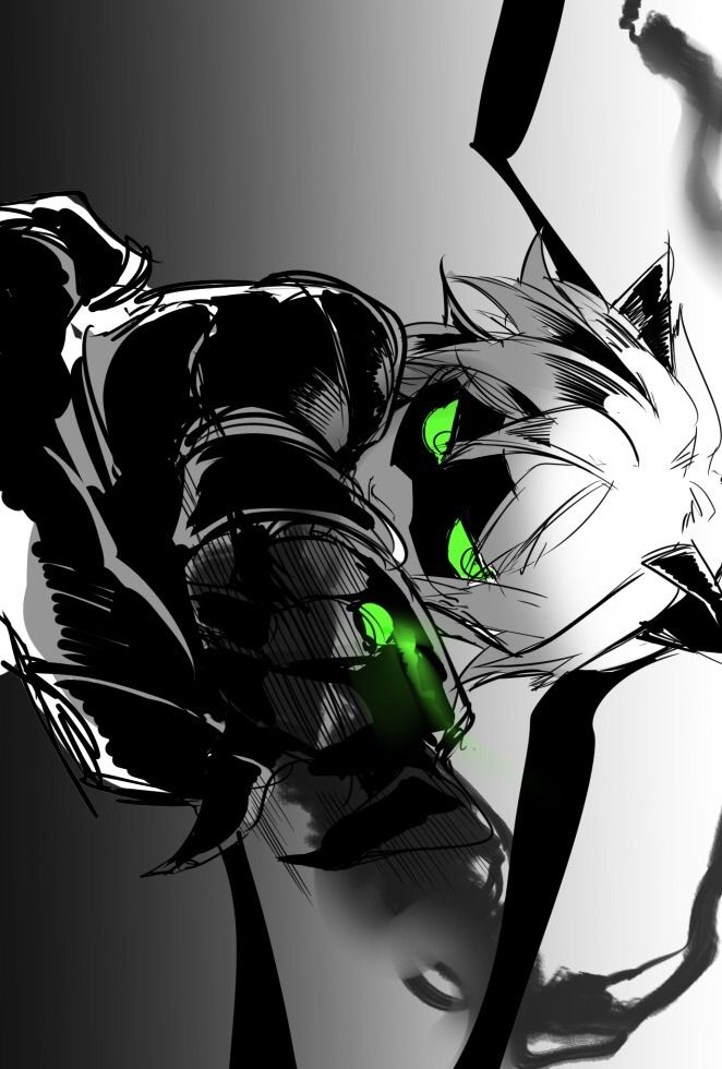 chat noir