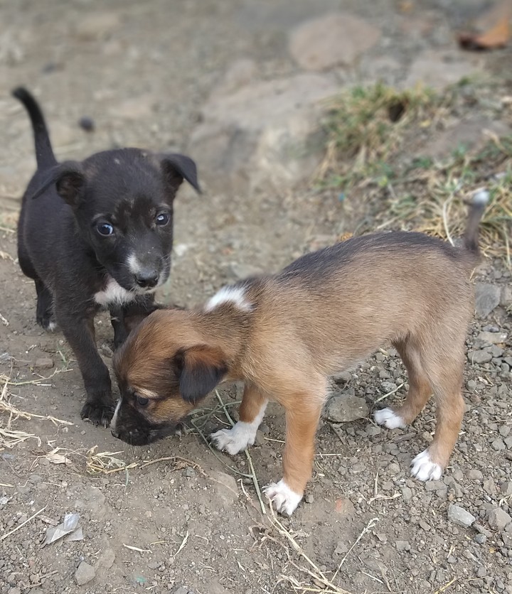 sweet dog