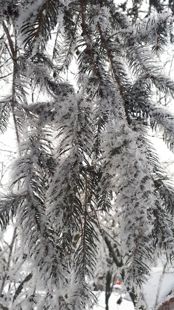 treee