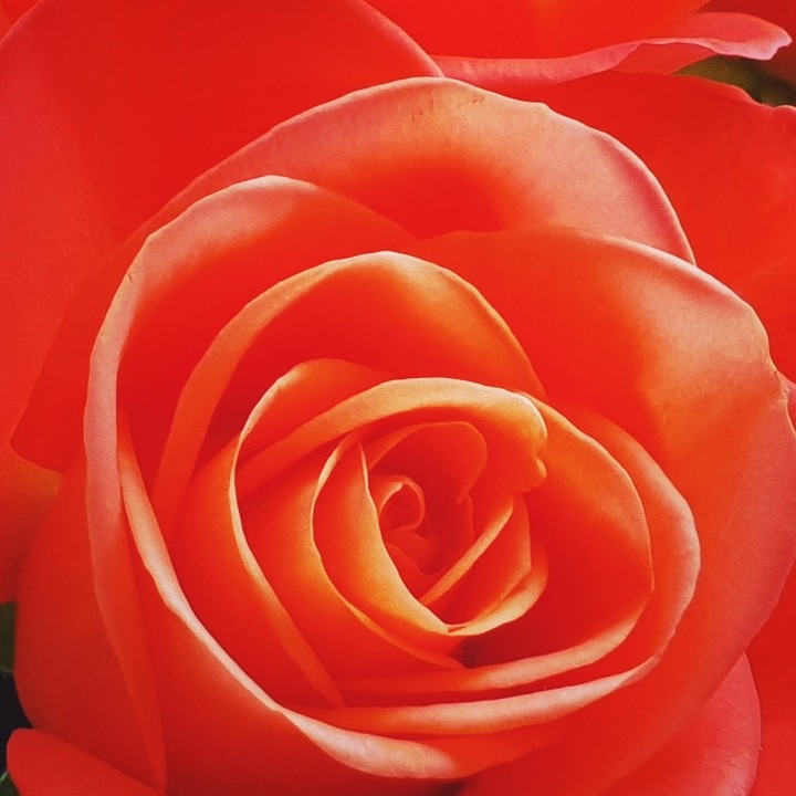 Bella rosa