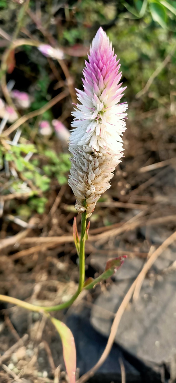 plant