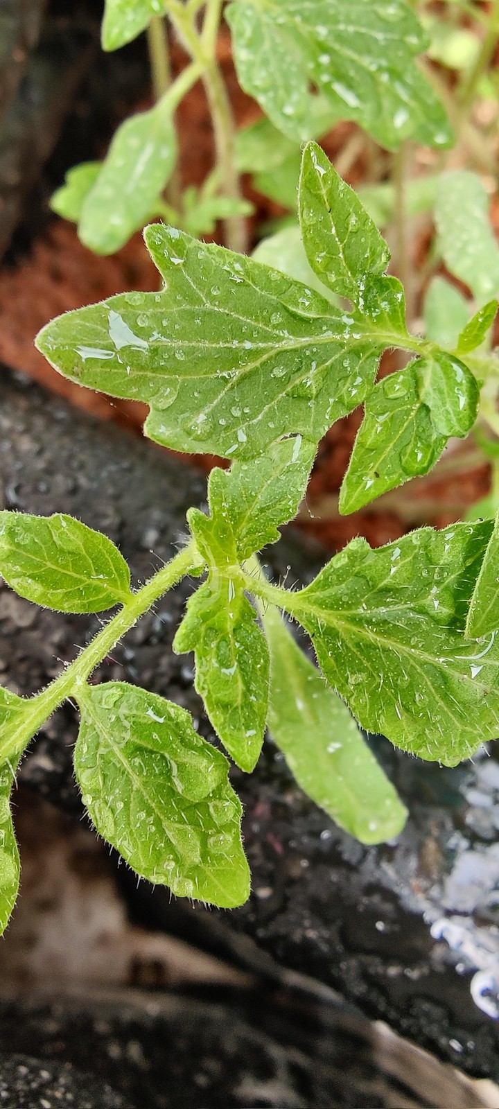 Tomato Plant