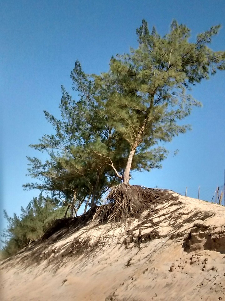 tree