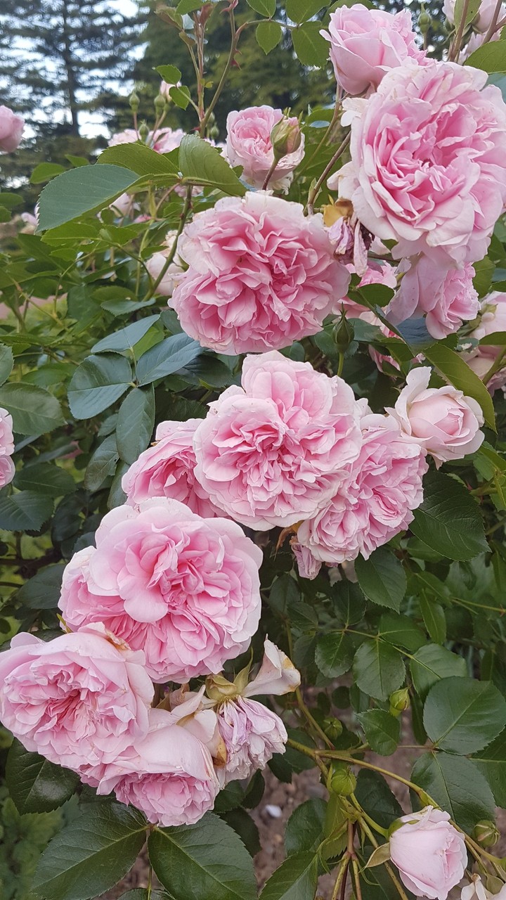 roses