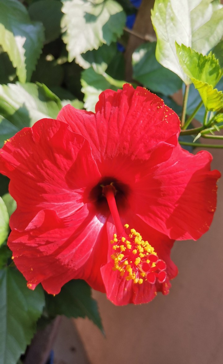 flower
