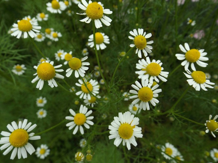 Chamomile