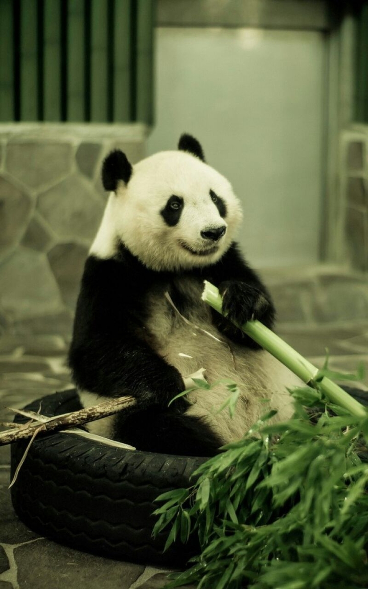 Panda