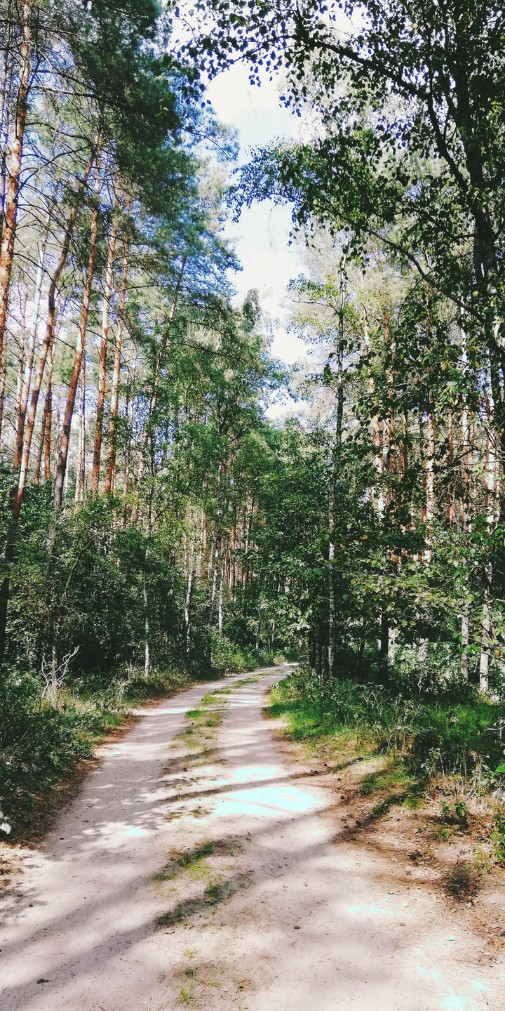 Forest