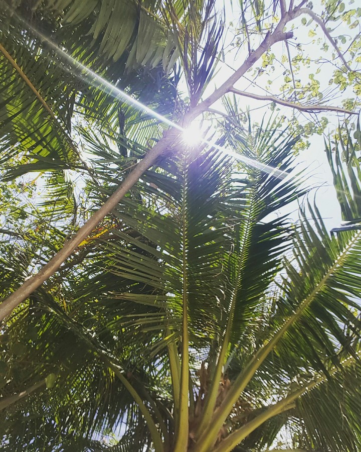 Sunlight