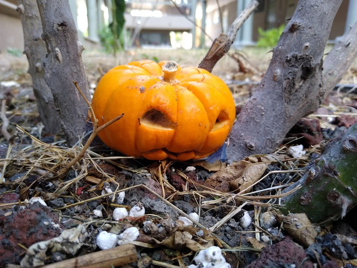 Pumpkin ?