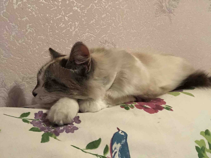 chat sur canapé