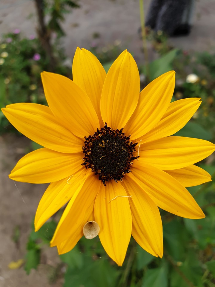 yellow sunflower