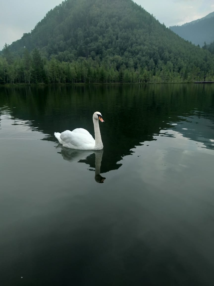 Лебедь.