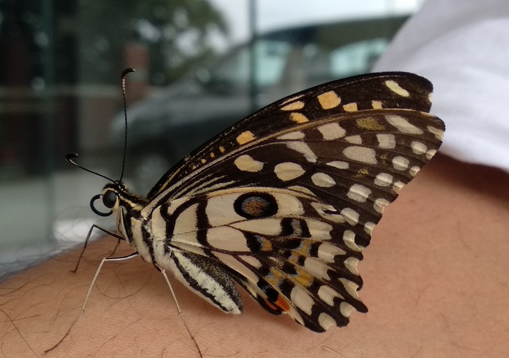 Butterfly