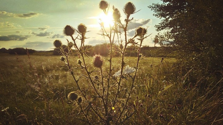 Sun and Flower