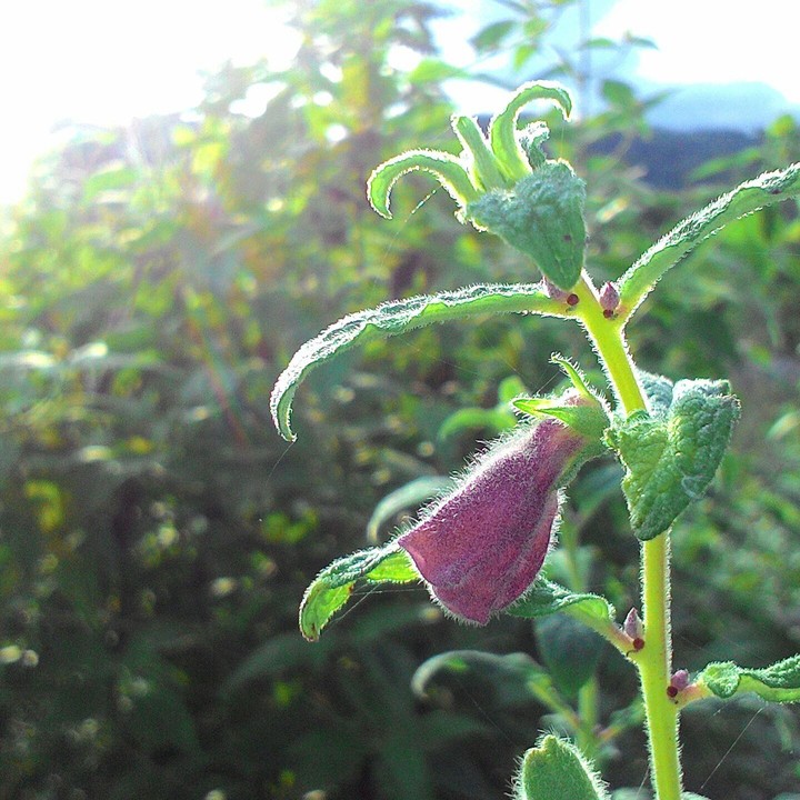 Beautiful Flower