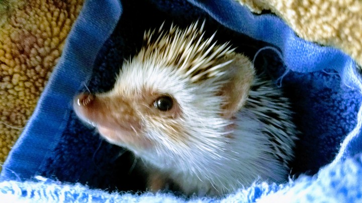 Alfi