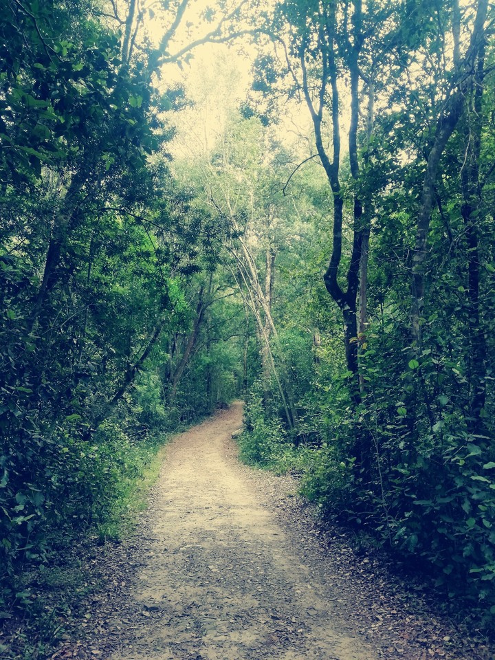 Trees