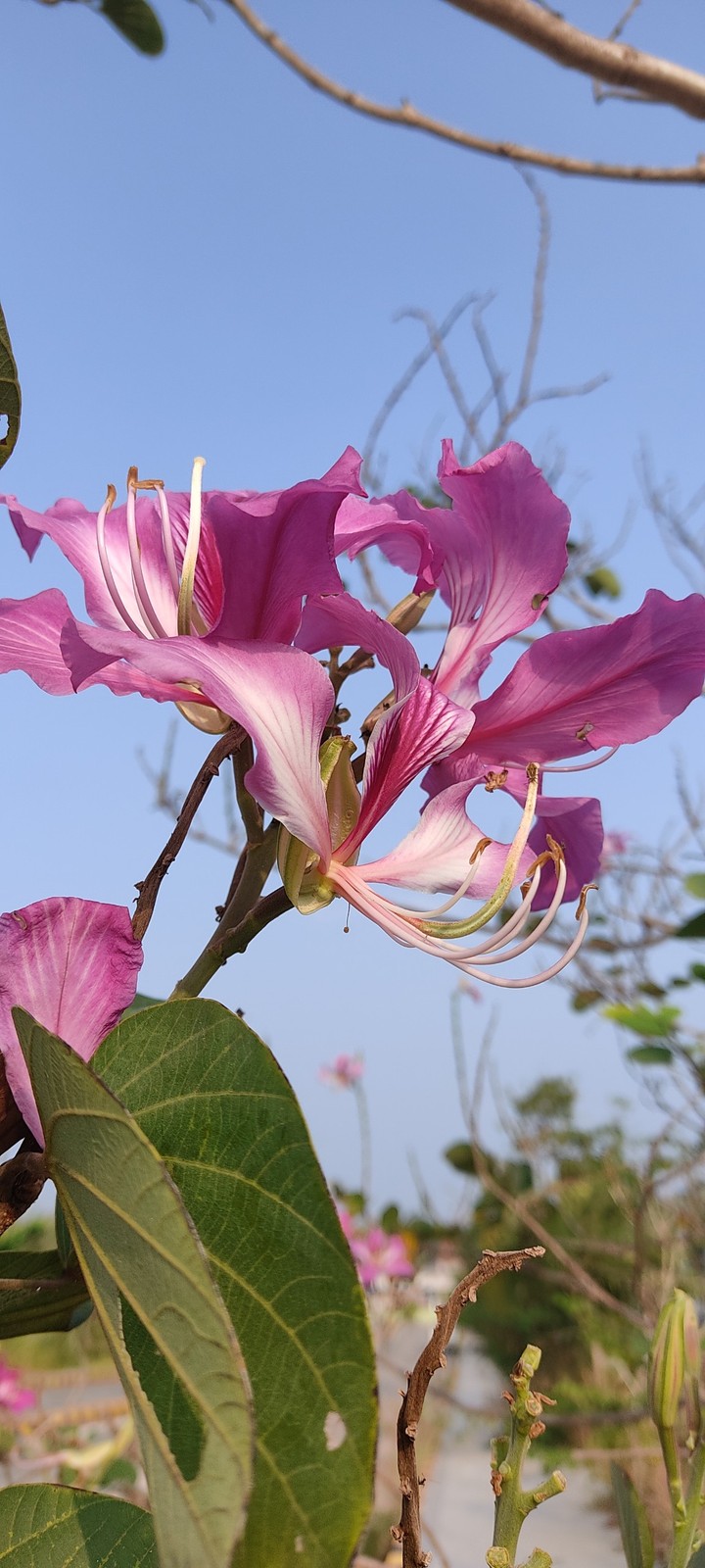 flower