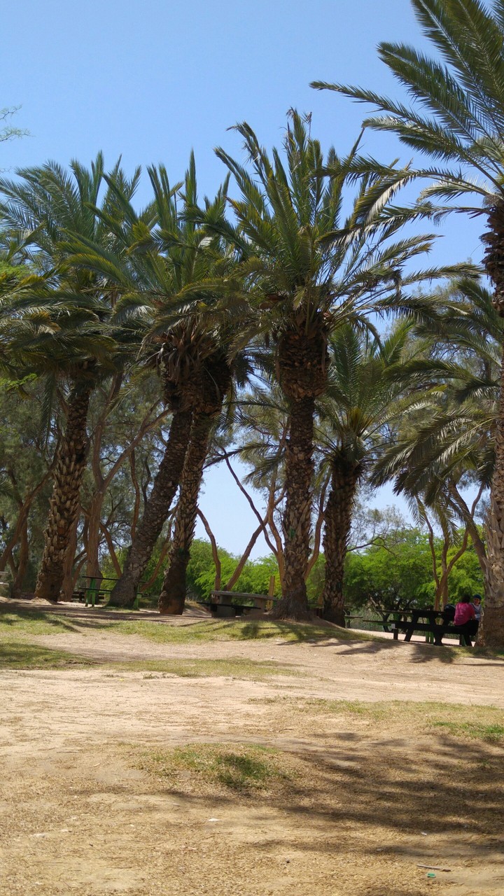 עצים