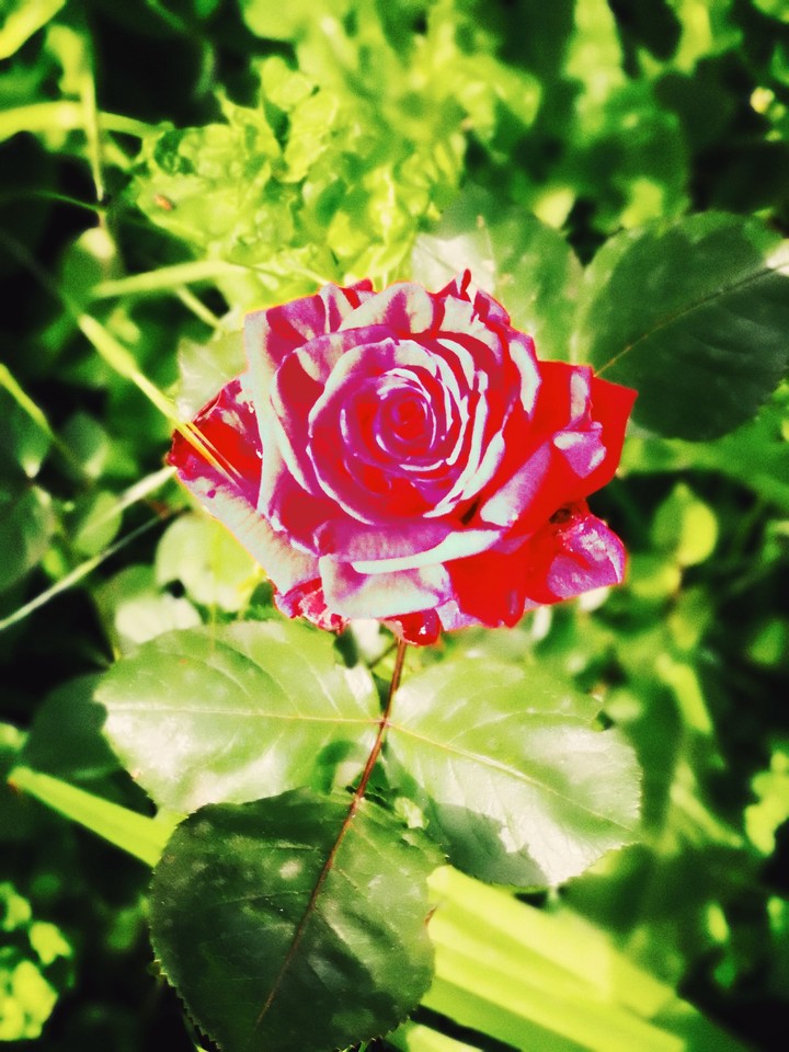 rose