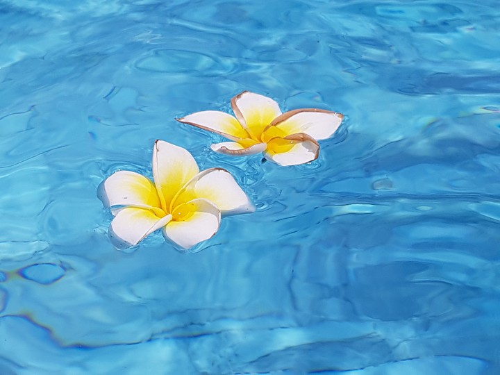 Blumen