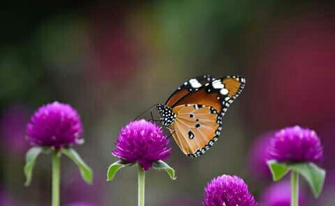Nature .....