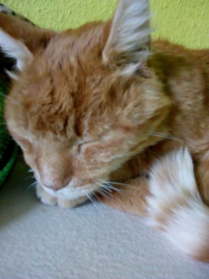 Kater Paul