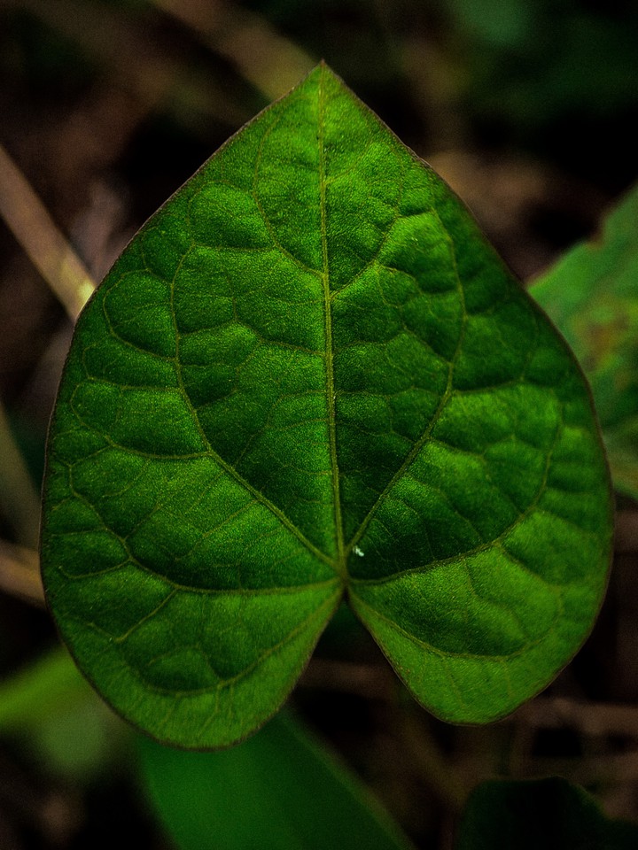 greenee nature ❤️ nature